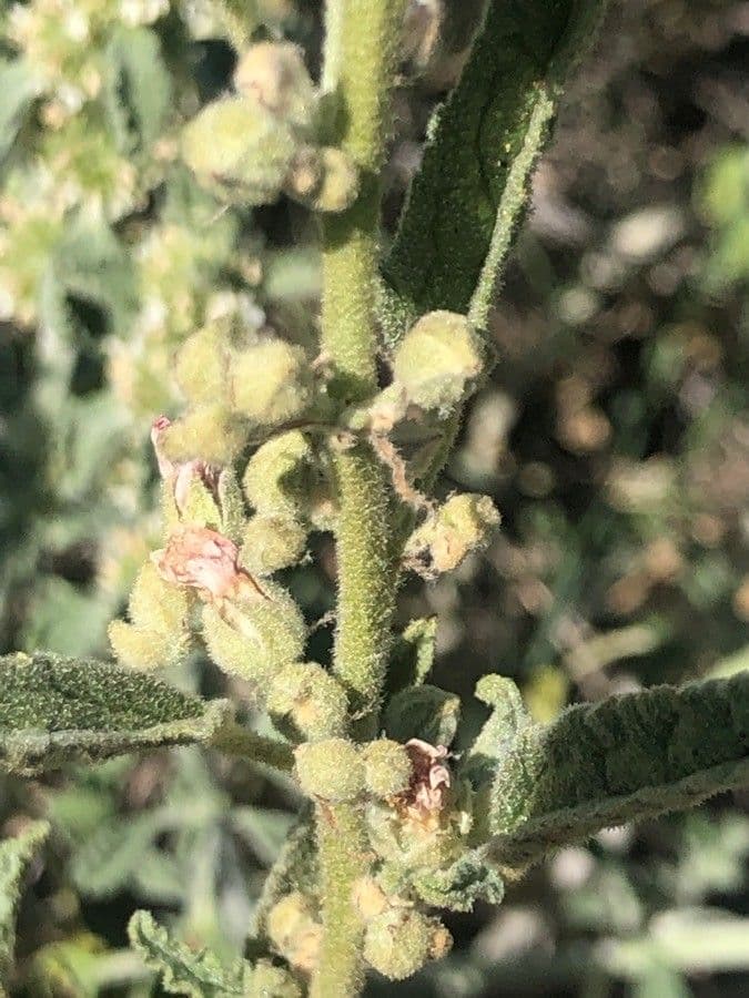 Malva lanza