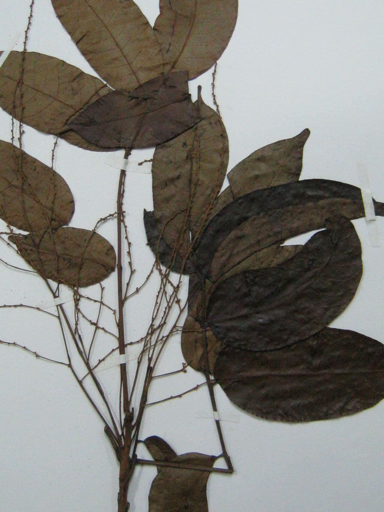 Loxopterygium 5