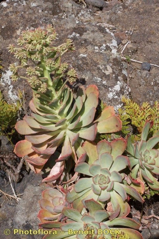 Aeonium 7