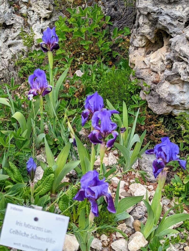 Iris lutescens 13