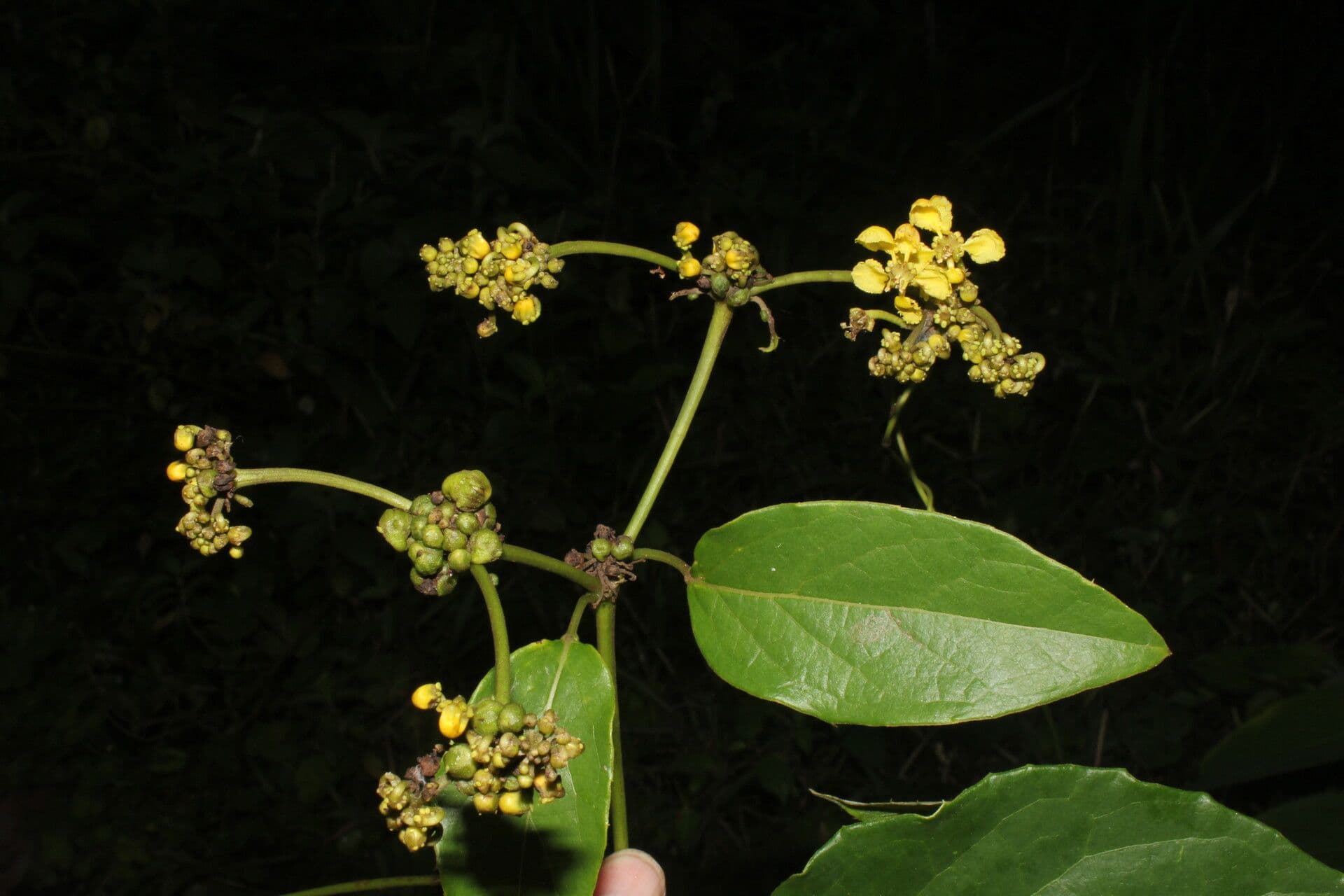 Stigmaphyllon 4
