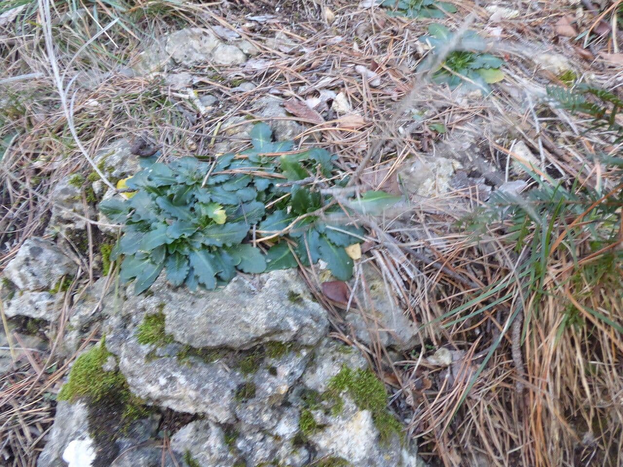 Arabis 18