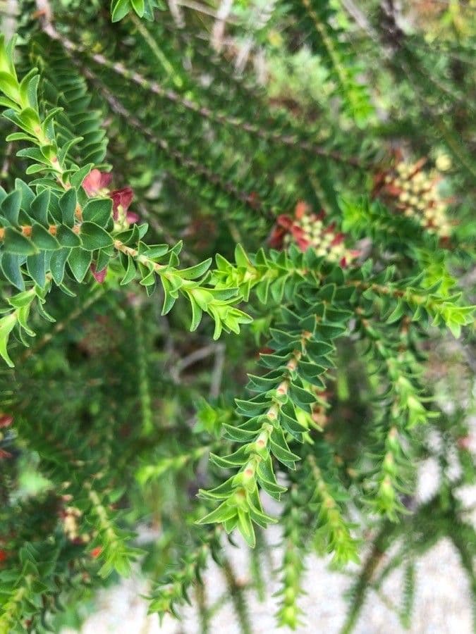 Kunzea Baxtera 13