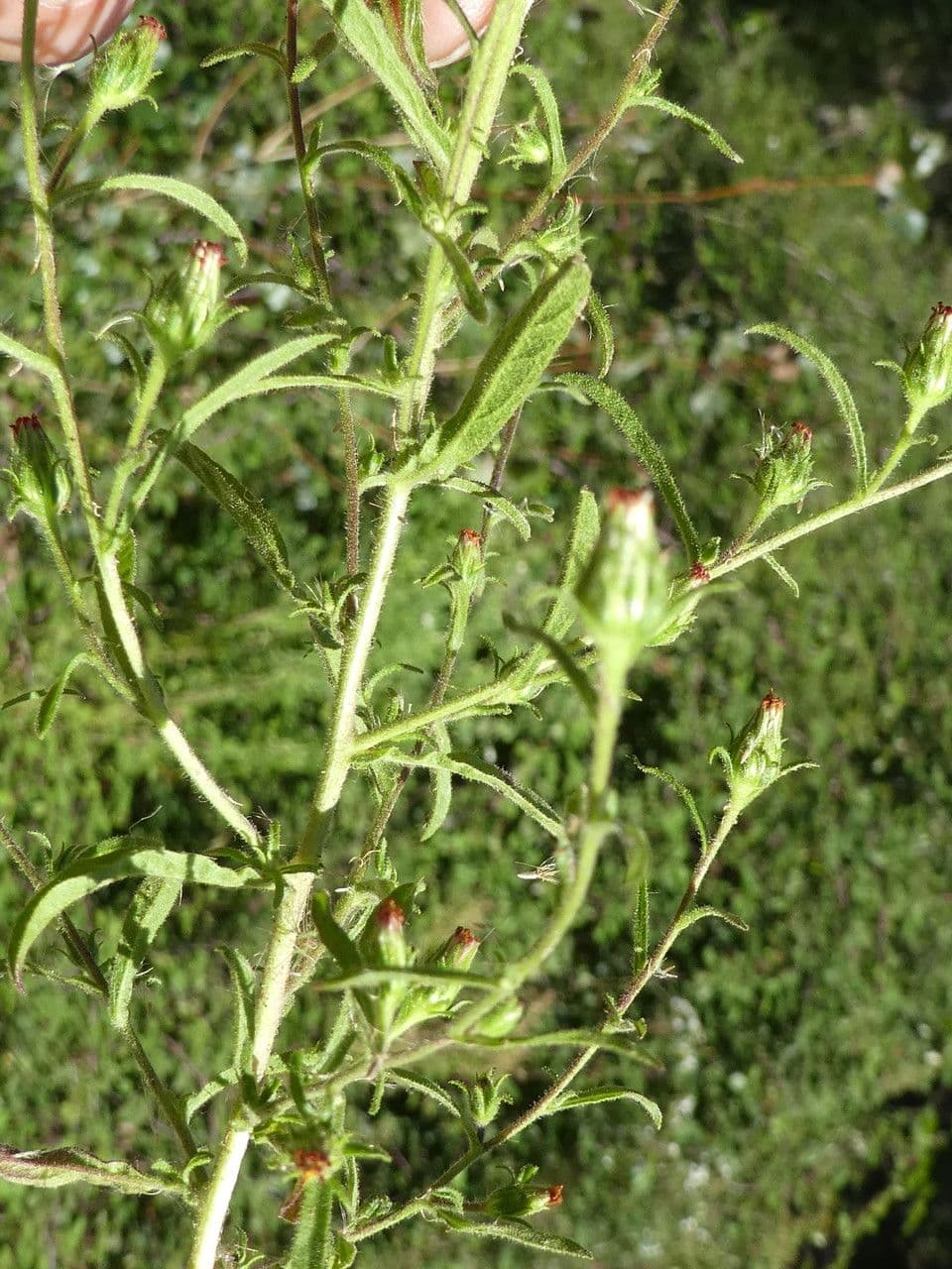Inula fetida 24