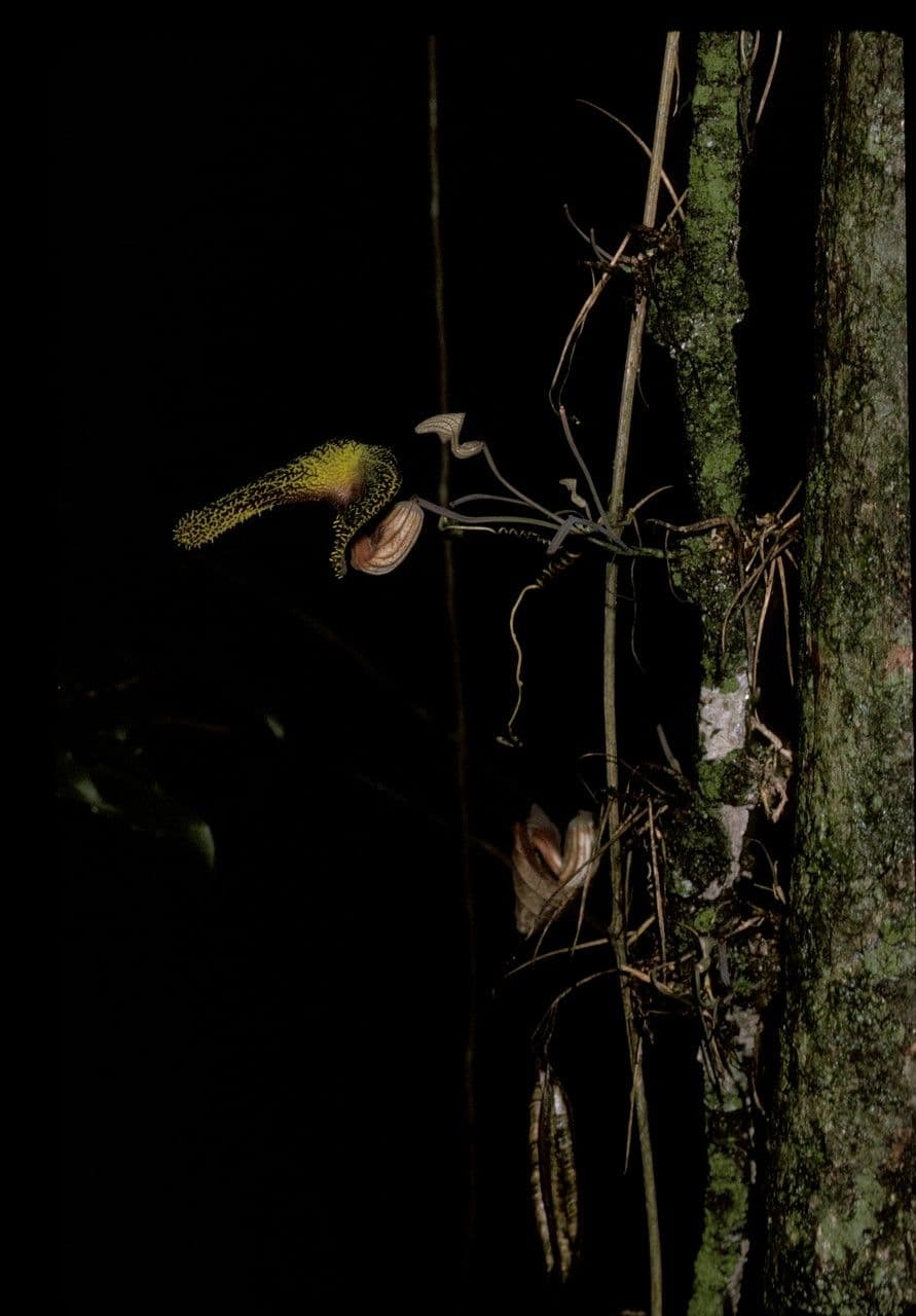 Aristolochia cornuta
