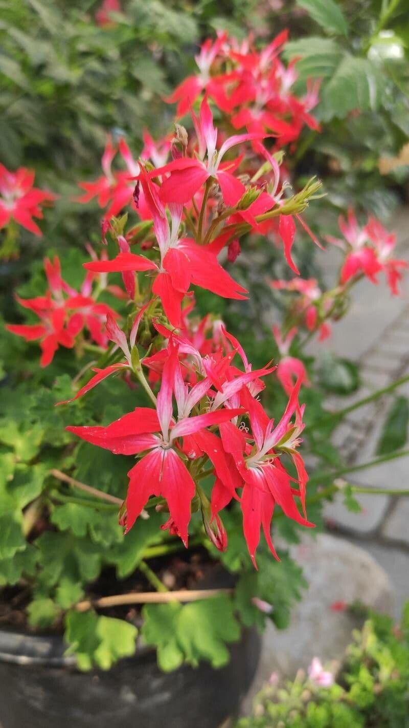 Geranium 7