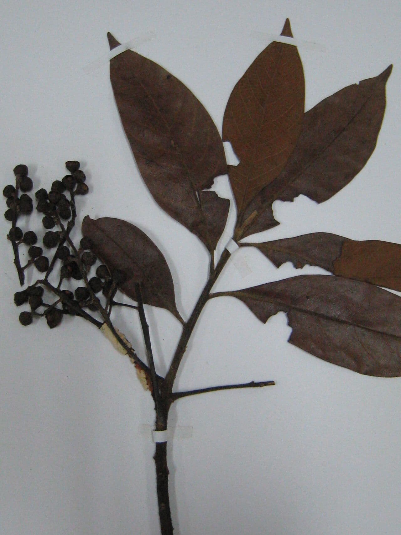 Ocotea glomerata 11