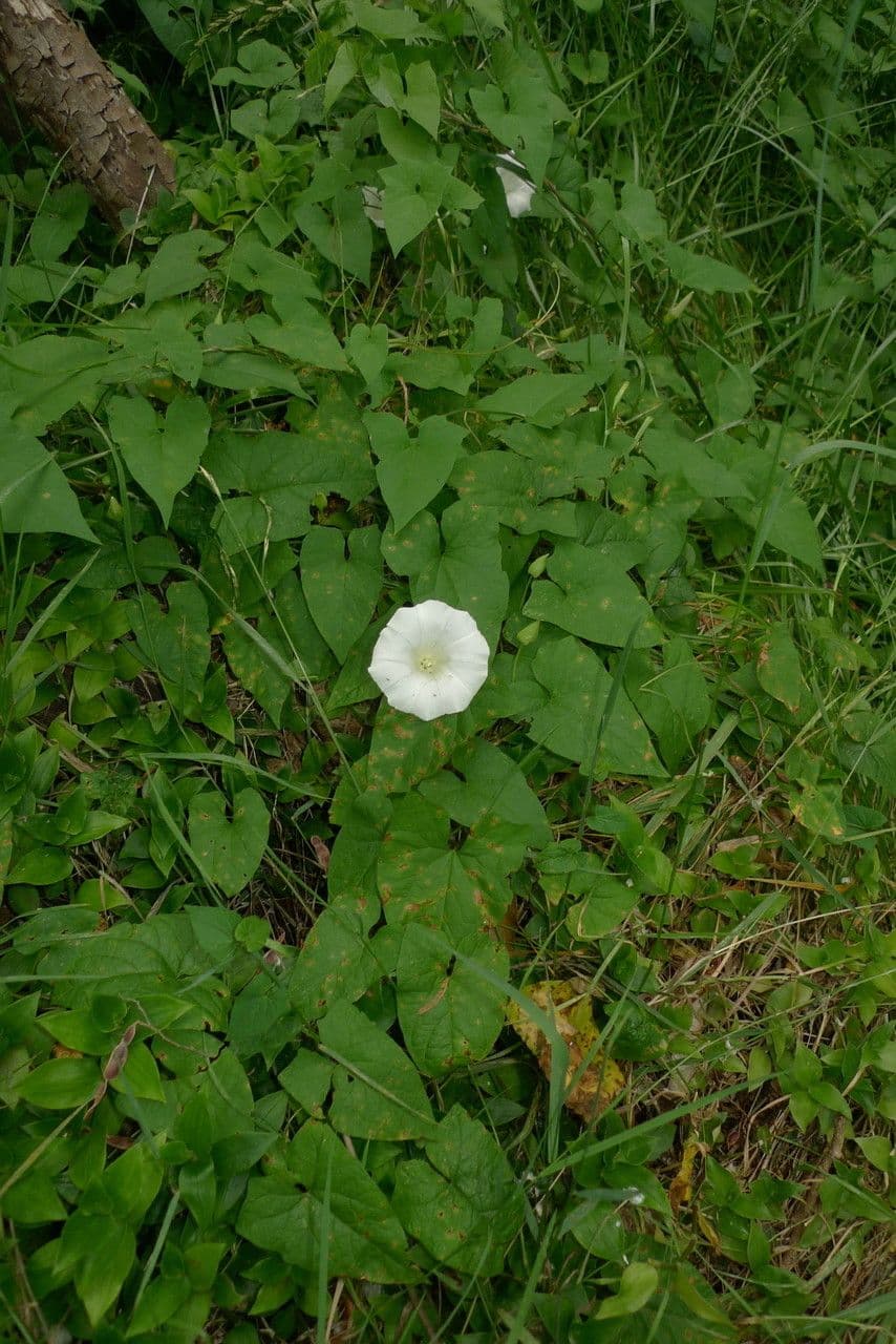 Vilucchiello delle siepi 15