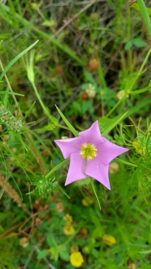 Sabatia 5