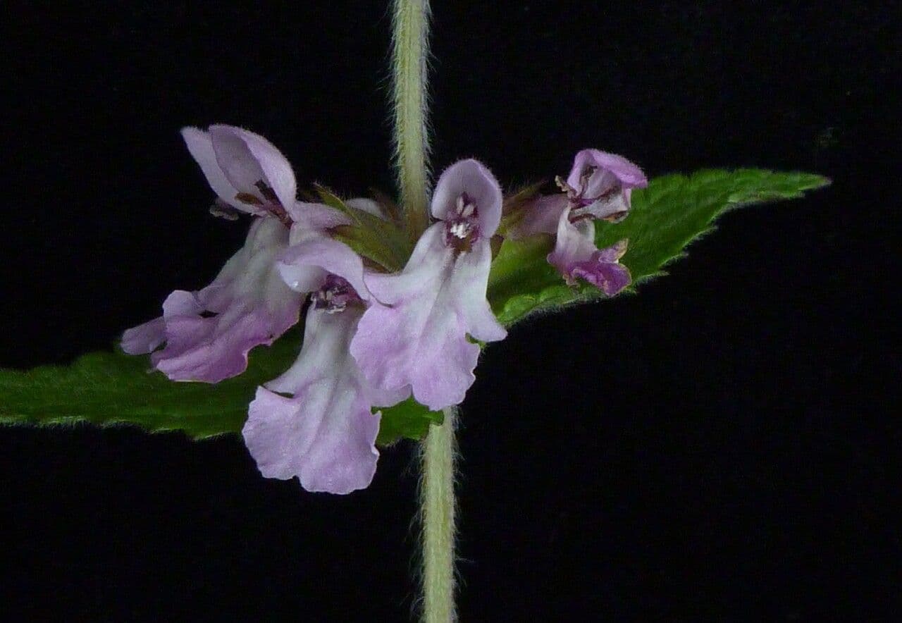 Stachys 6