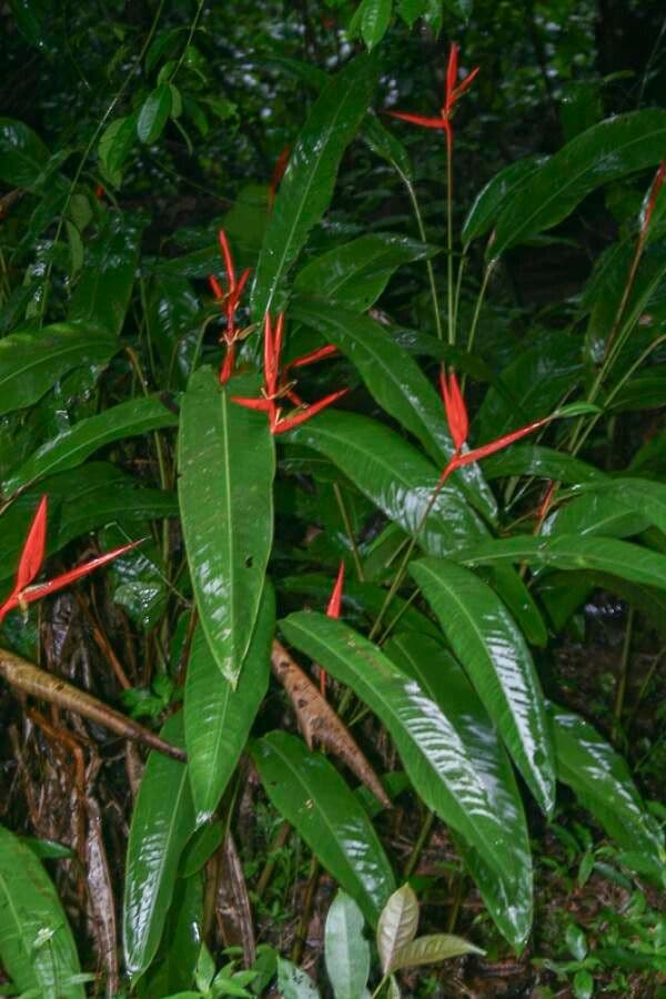 Heliconia 9