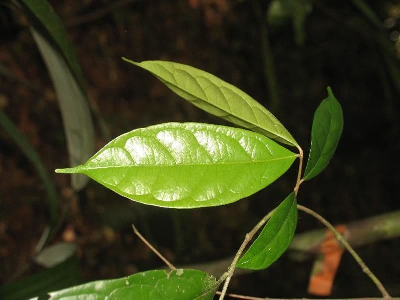 Siparuna cuspidata 4