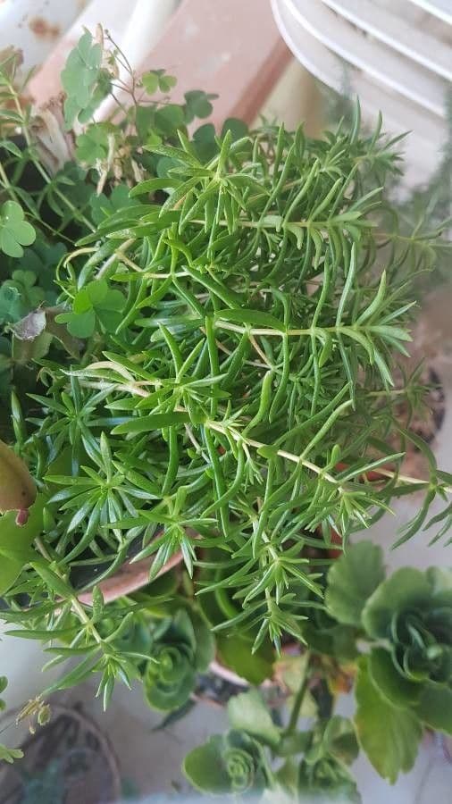Sedum messicano 7