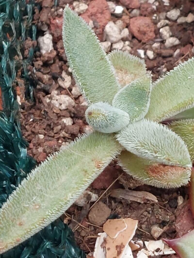 Crassula 15