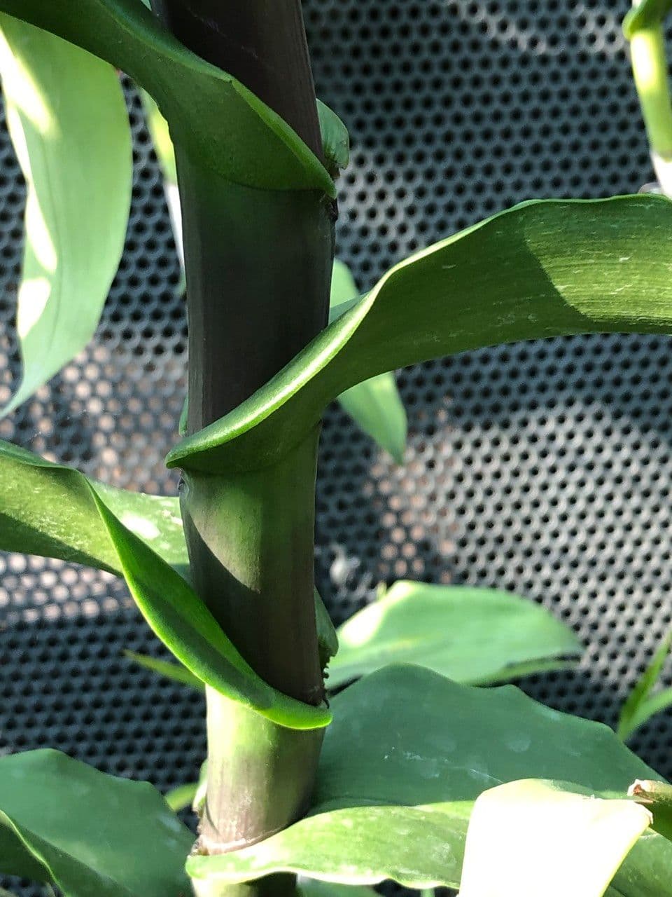 Epidendrum z Atacazo 17