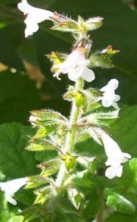 Salvia
