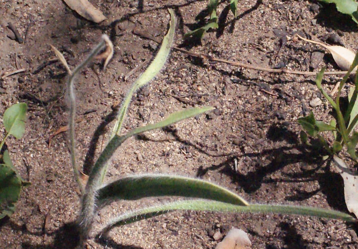 Caladenia denticulata 7