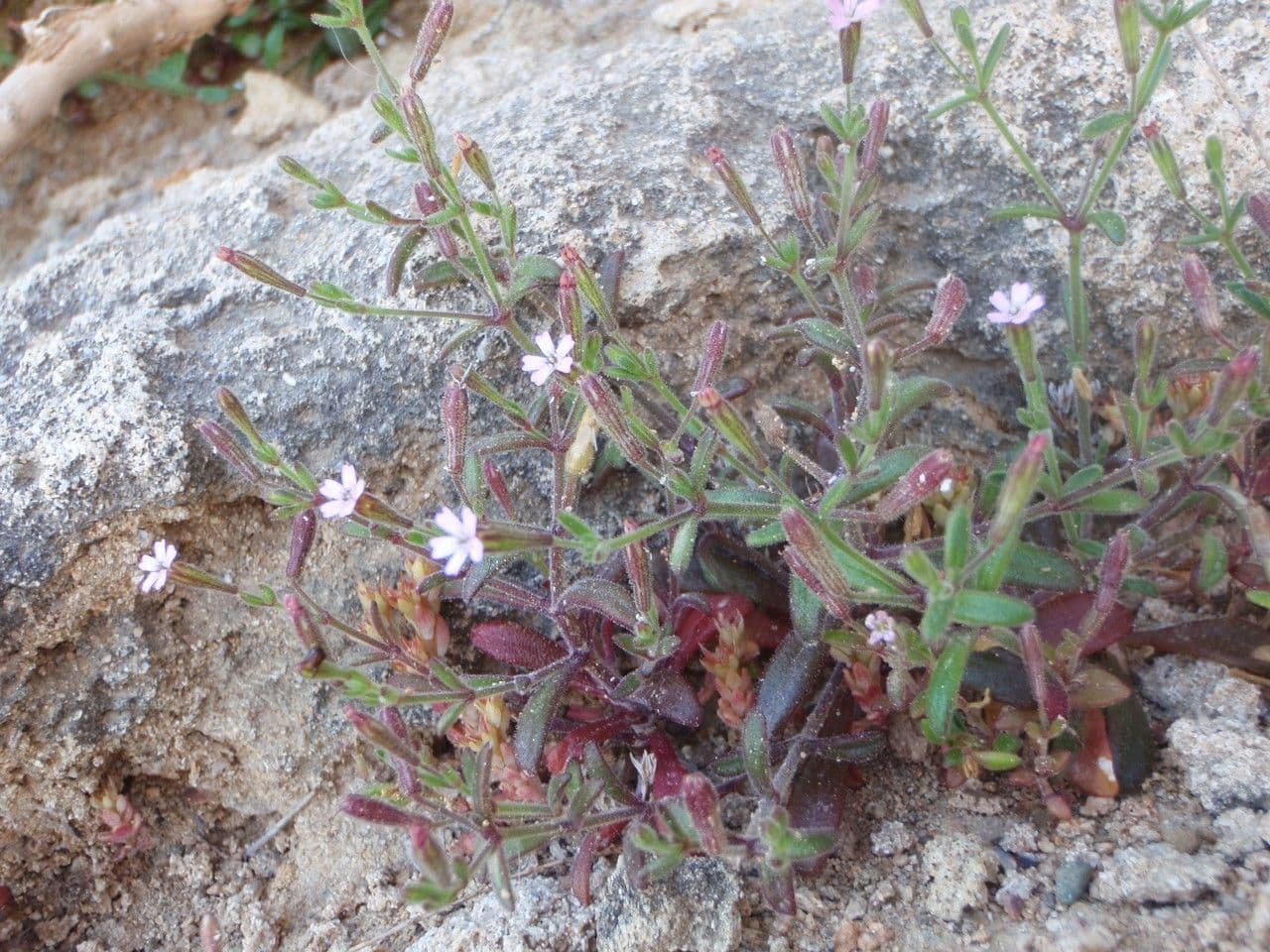 Silene sedoides 12