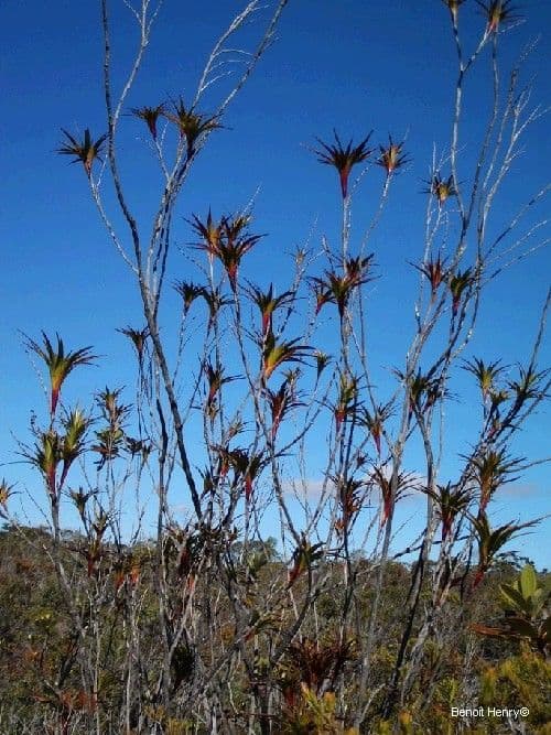 Dracophyllum 13