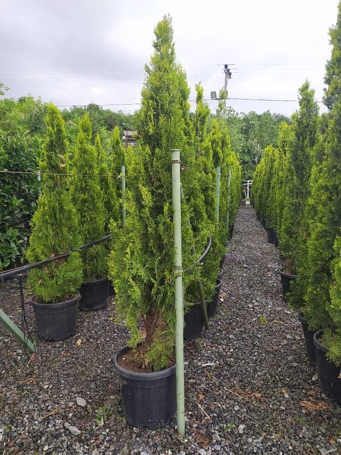 Northern white-cedar 28