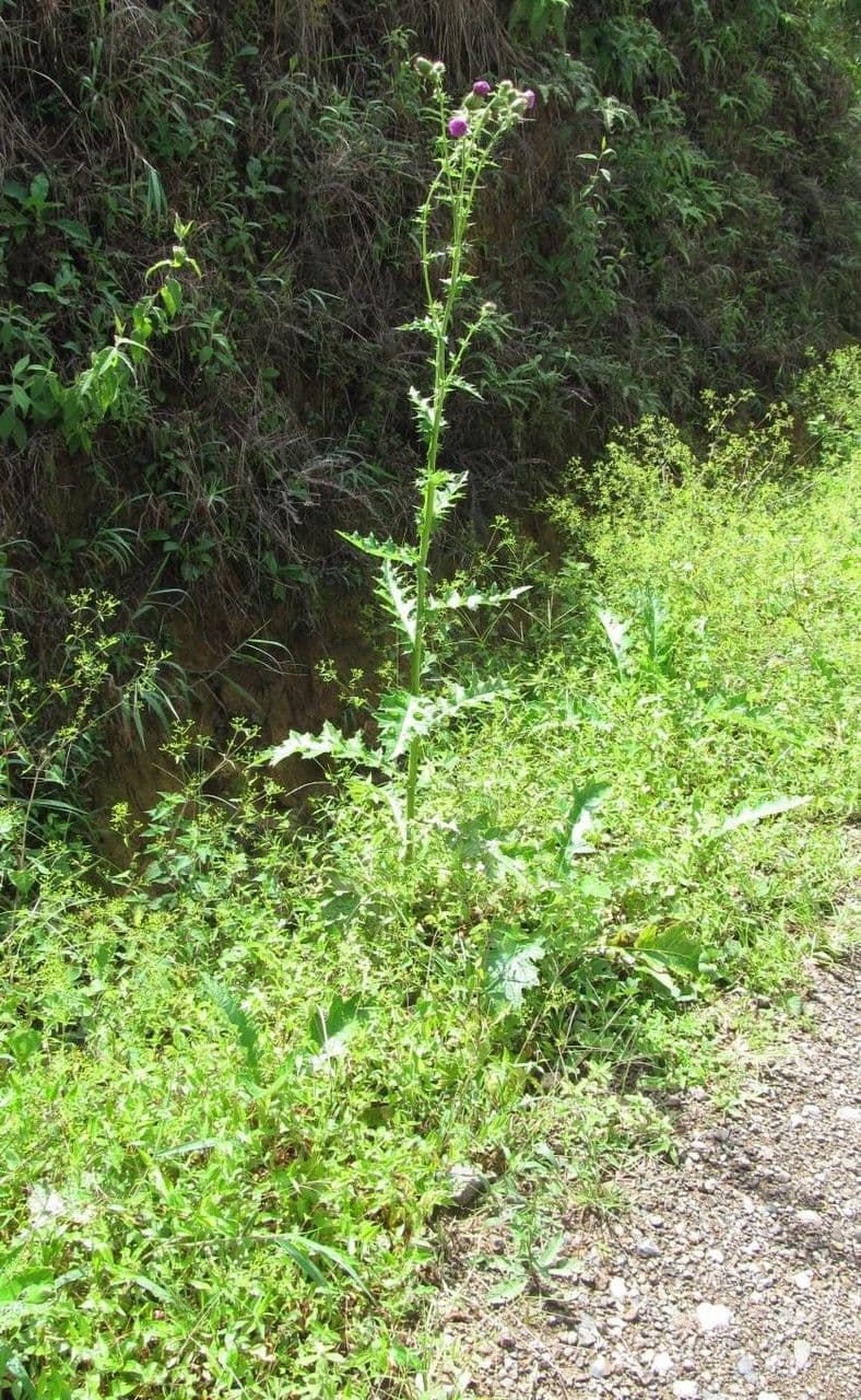 Cirsium mexicanum 10