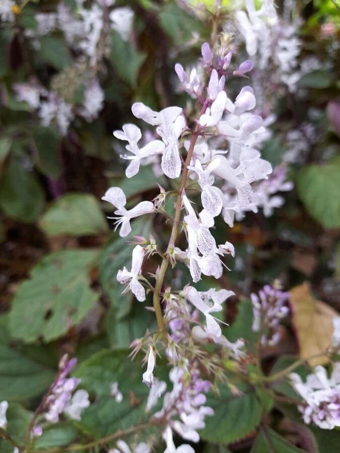 Plectranthus 3
