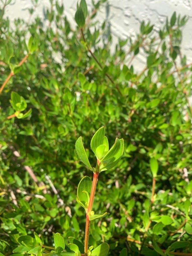 Ernodea 21