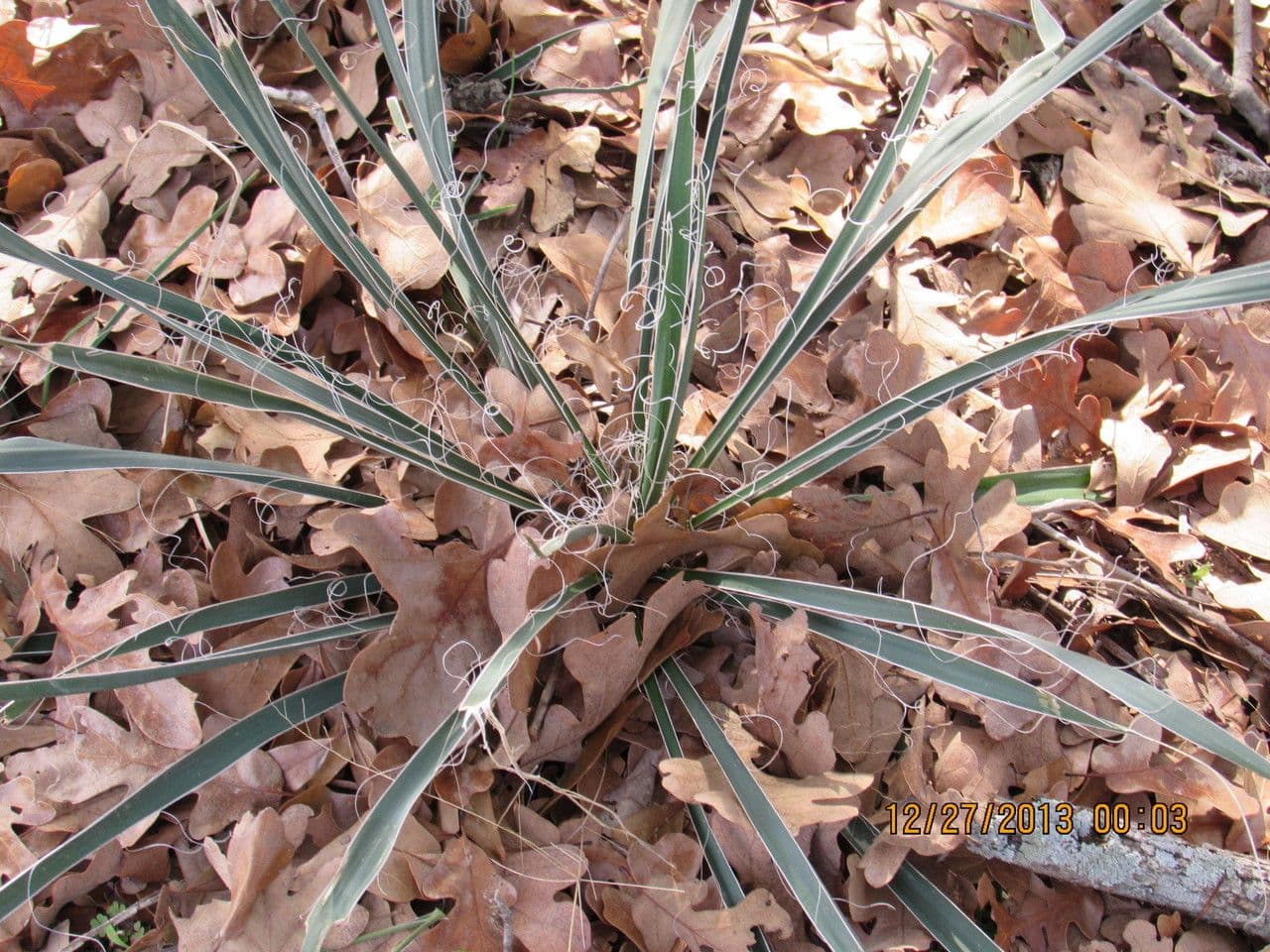 Arkansas-Yucca 11