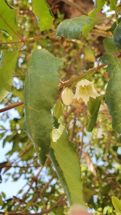 Maiglöckchenbaum 9