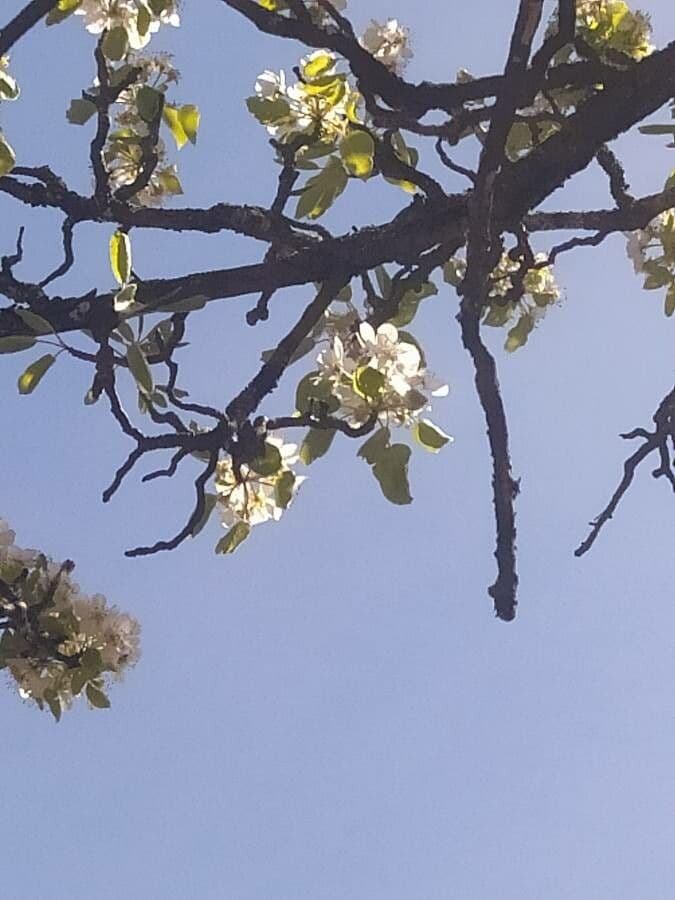 Rundblättrige Dombeya 23