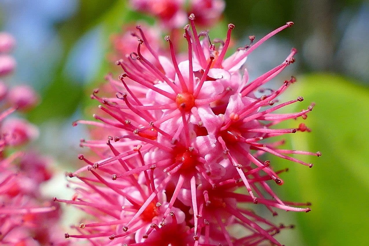 Cunonia 7