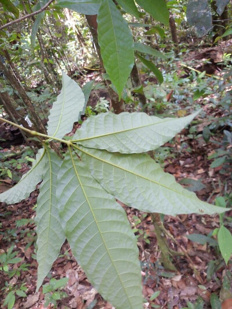 Vitex 2