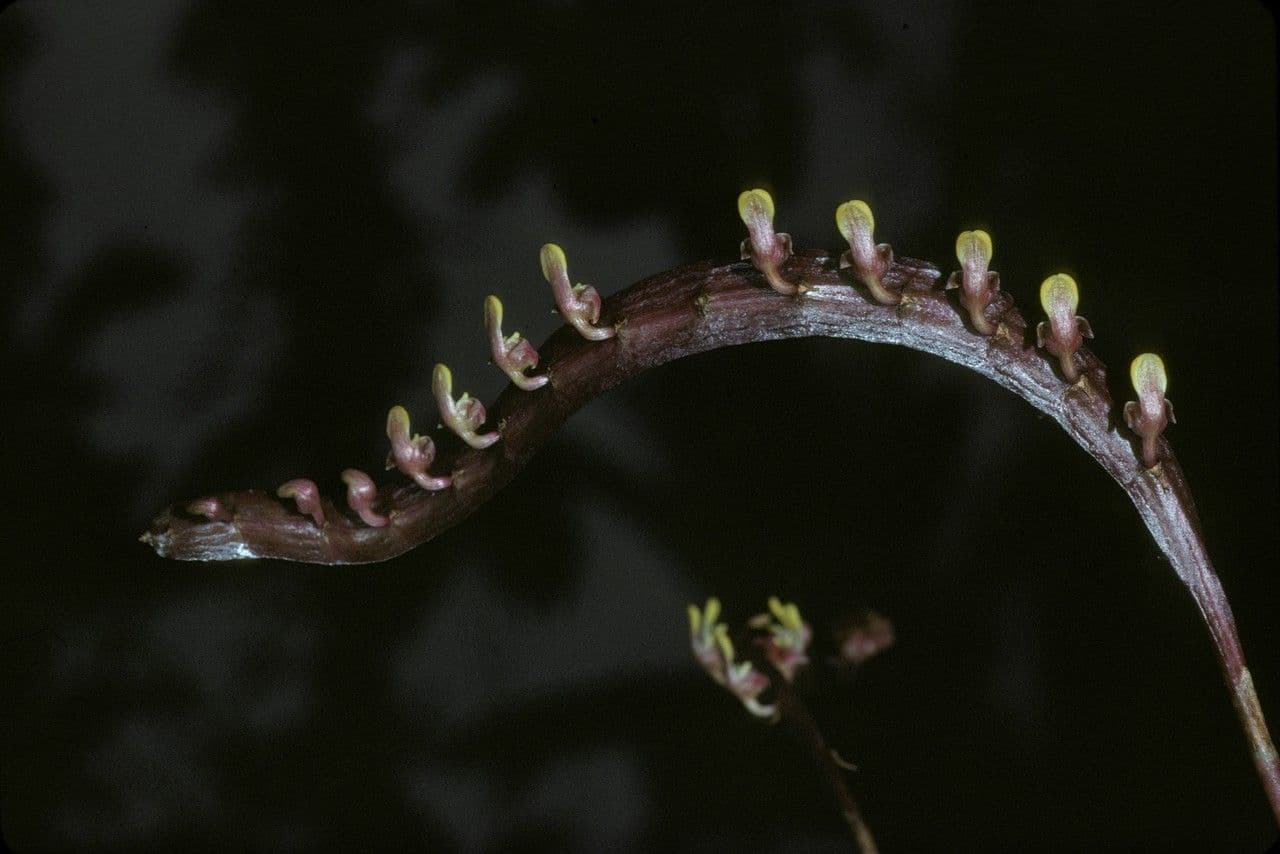 Bulbophyllum