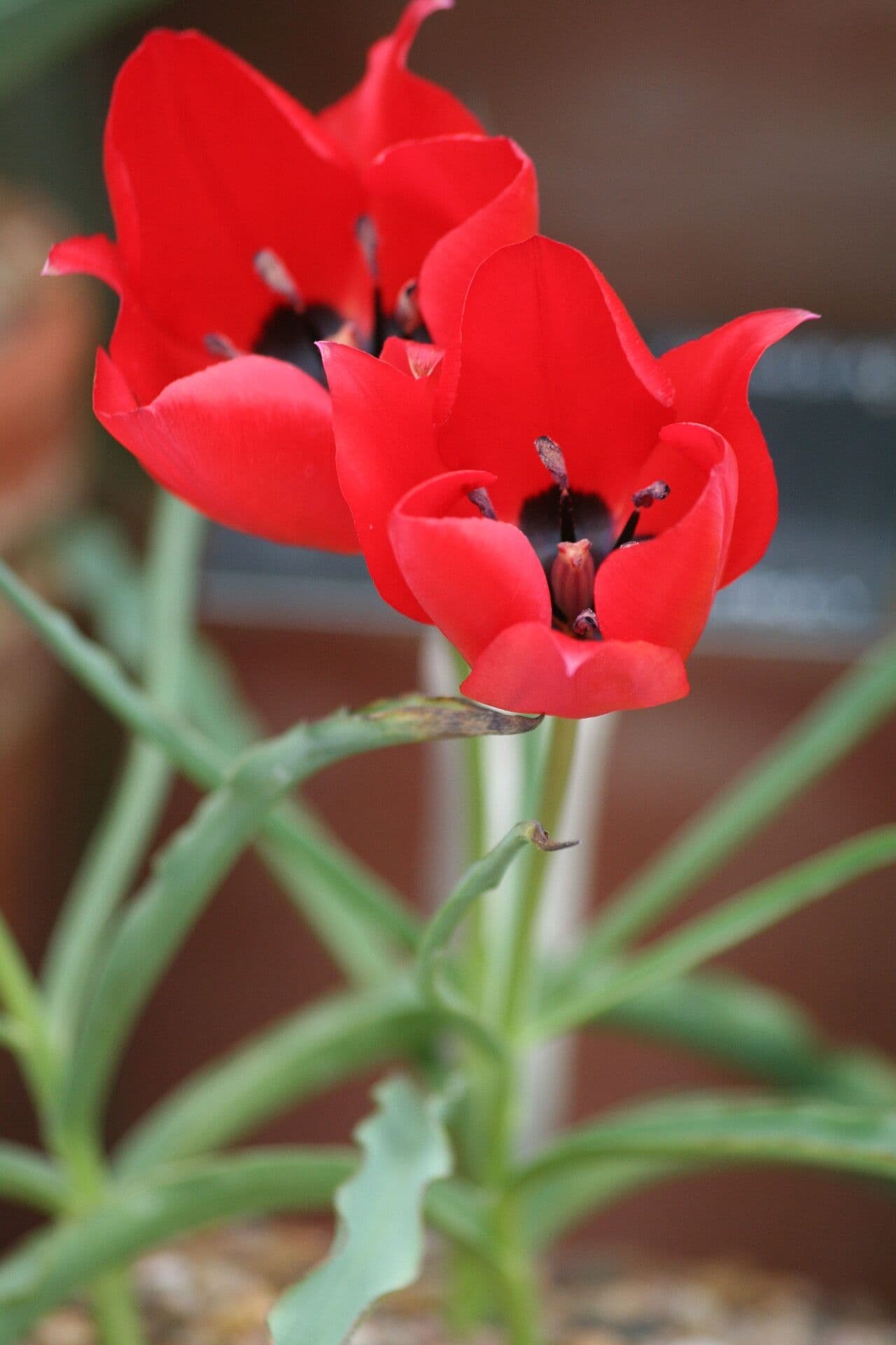 Tulipano 2