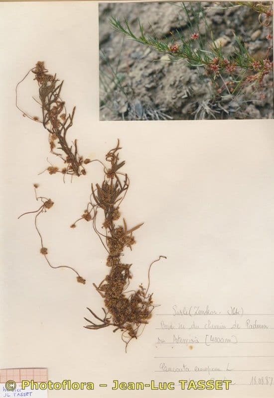 Cuscuta 28