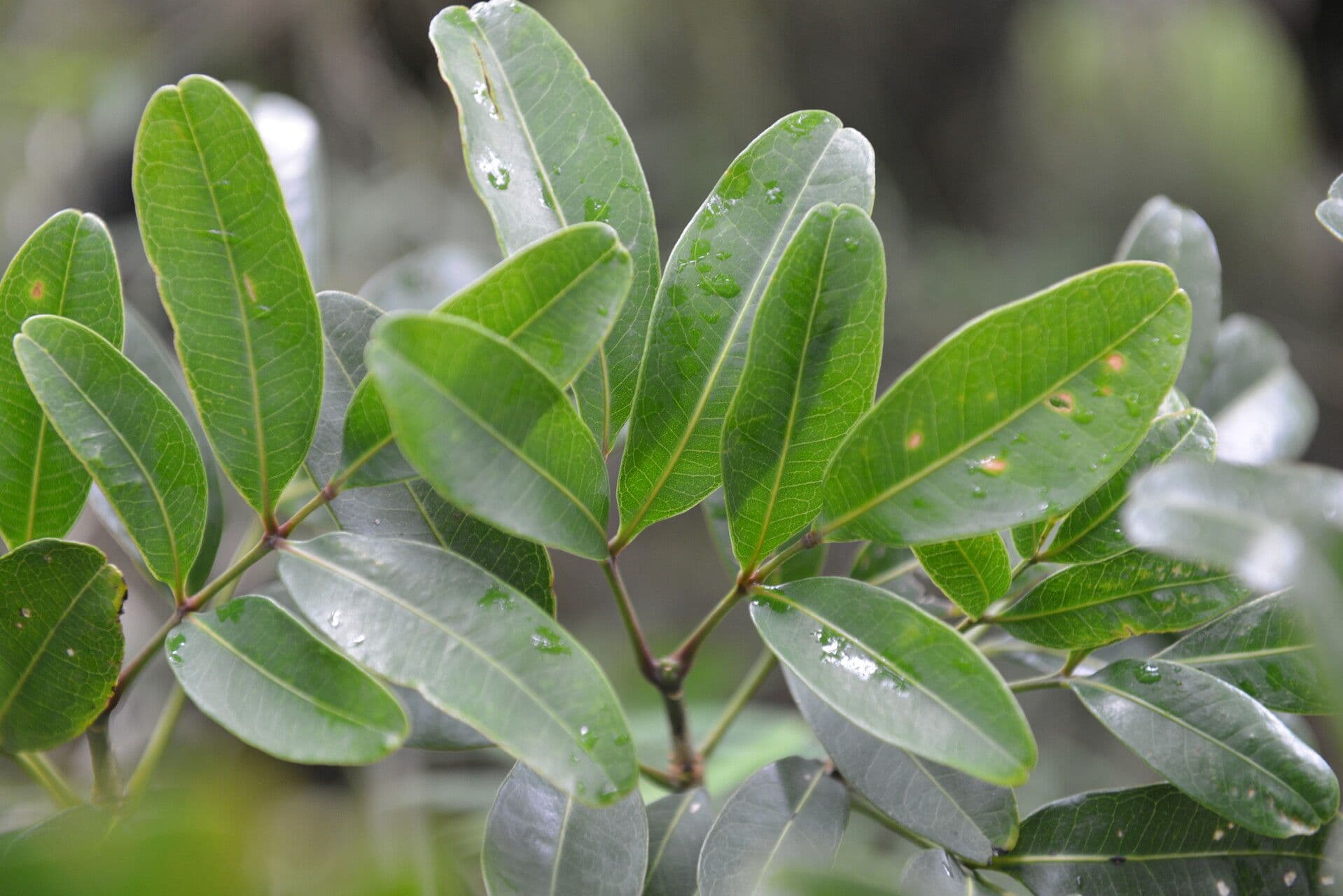 Aceitillo 13