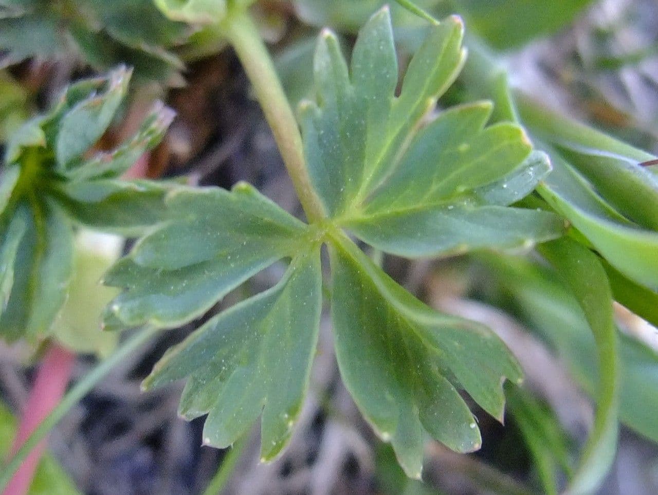 Alchemilla pentafilla 13