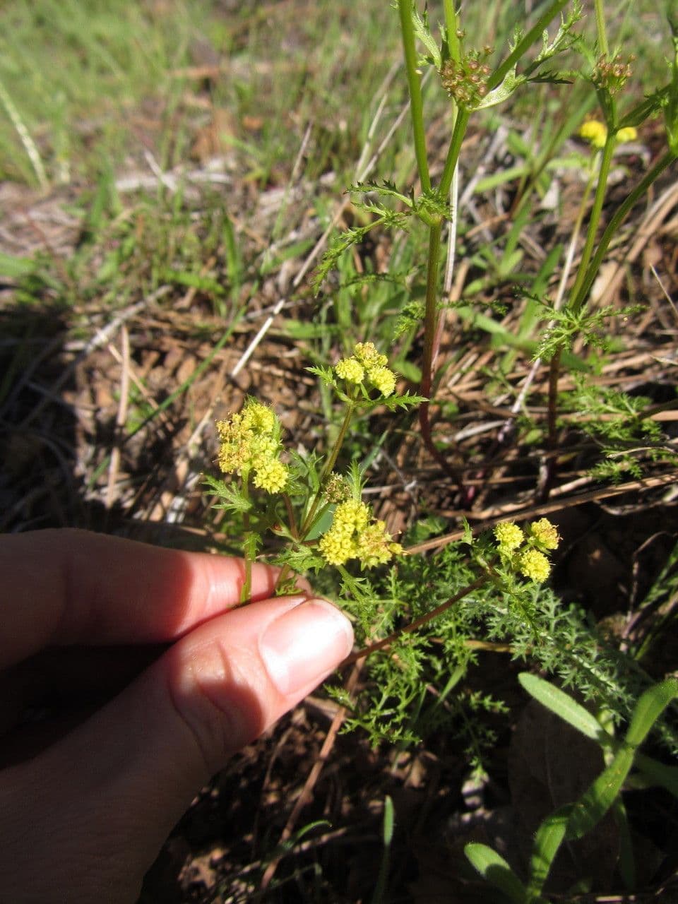 Sanicula tuberosa 5