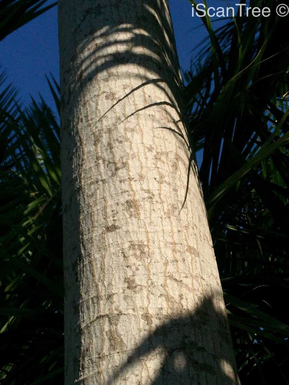 Forest big-leaf 20