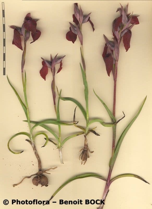 Serapias cordigero 21
