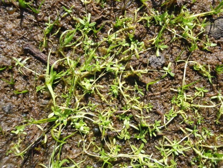 Stella d'acqua marginata 2
