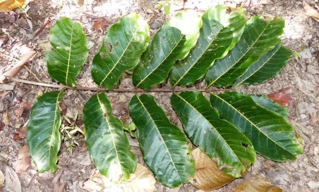 Cupaniopsis 10