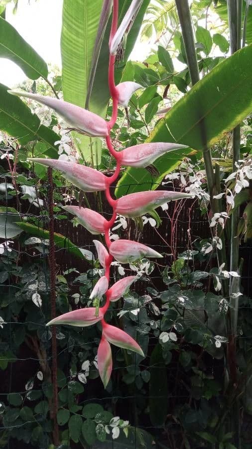 Helikonie papírová 4