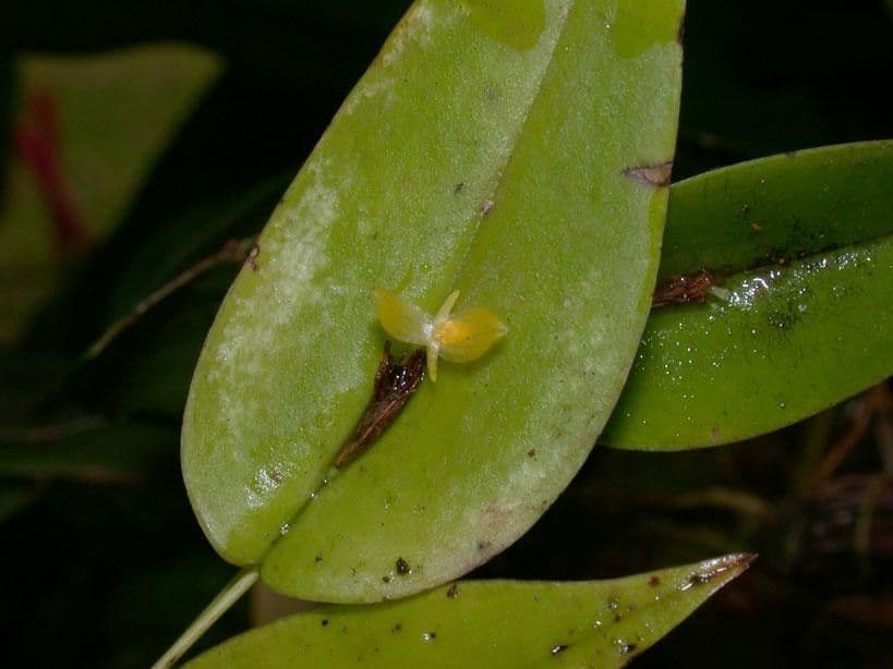 Pleurothallis 12