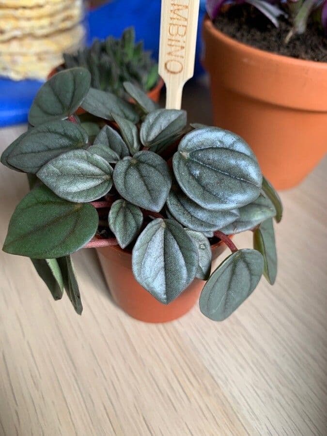 Peperomia a strisce bianche 6