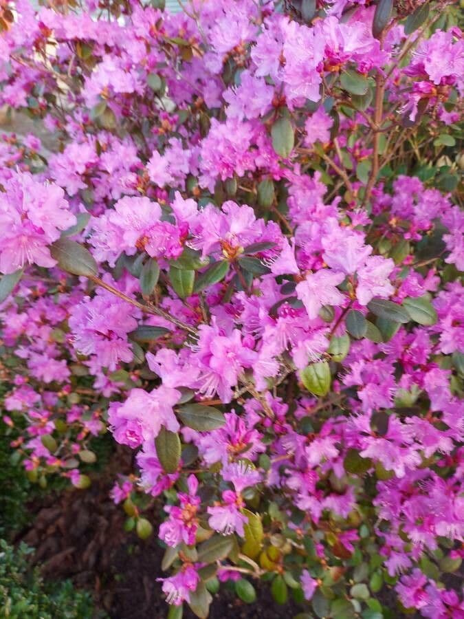 Rododendro lapponico 4