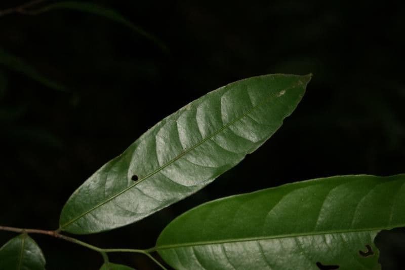 Eschweilera micrantha 6