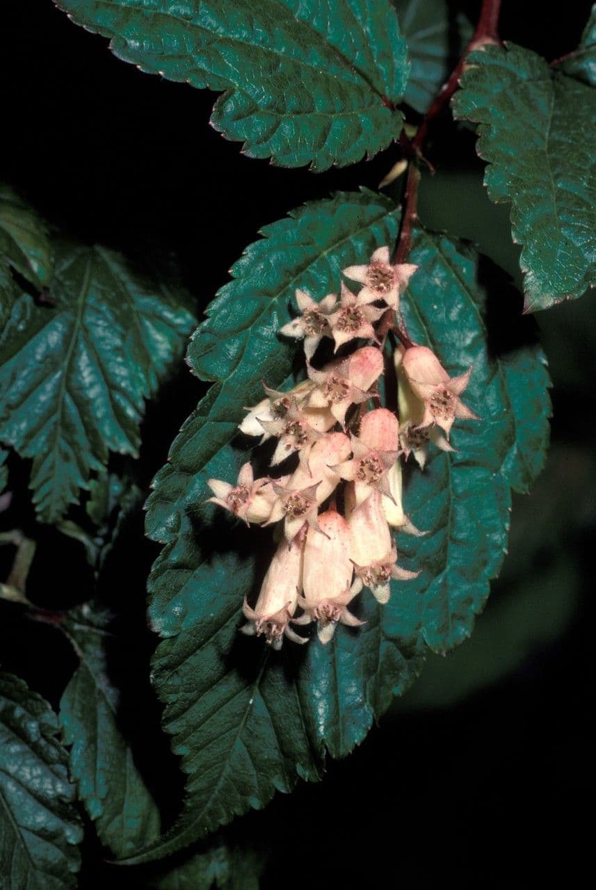 Neillia