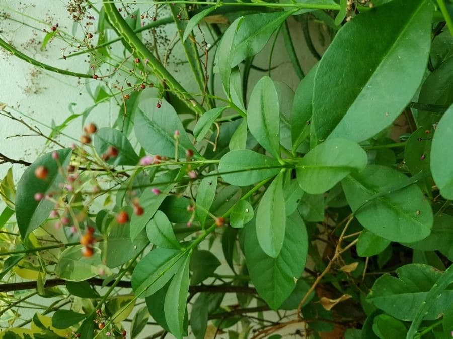 Talinum paniculatum 4