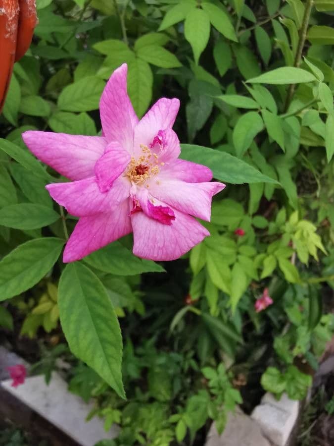 Rosa tomentosa 7